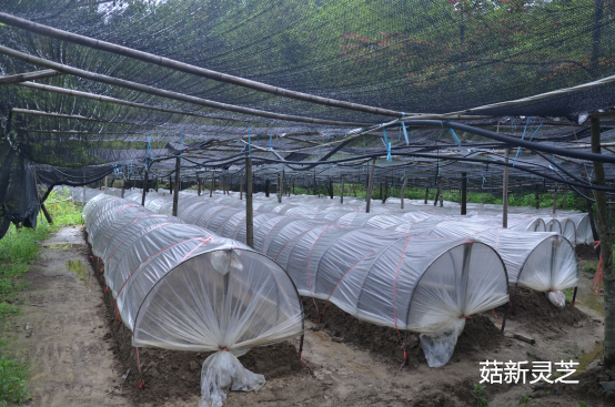 安徽黃山破壁靈芝孢子粉培育基地