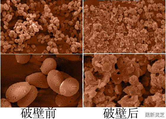 破壁靈芝孢子粉破壁前后對(duì)比