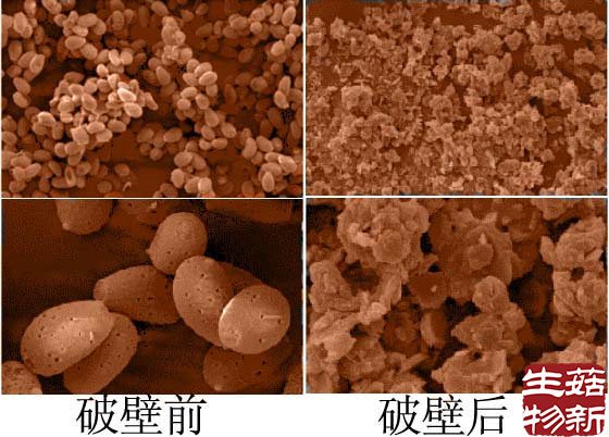 靈芝孢子粉一定要破壁才可以