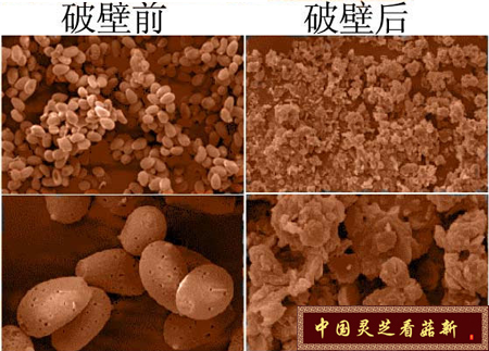 靈芝孢子粉破壁前后對比 示意圖