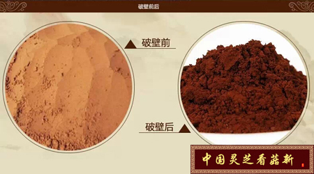 破壁以后的靈芝孢子粉對(duì)比