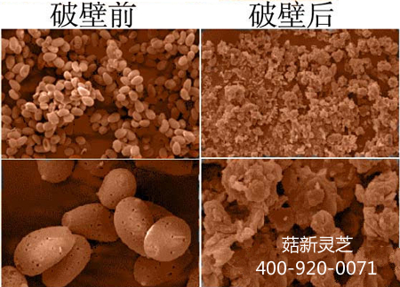 靈芝孢子粉要選擇破壁且具有國食健字號的 才能更有效的吸收