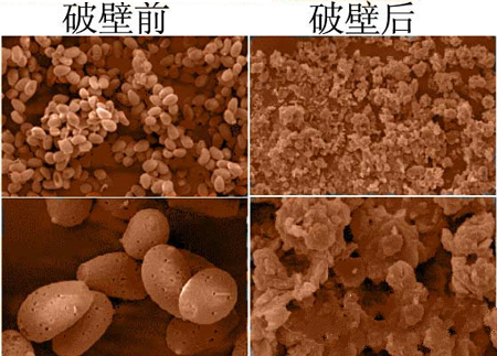 靈芝孢子粉破壁后電子顯微鏡下對(duì)比圖