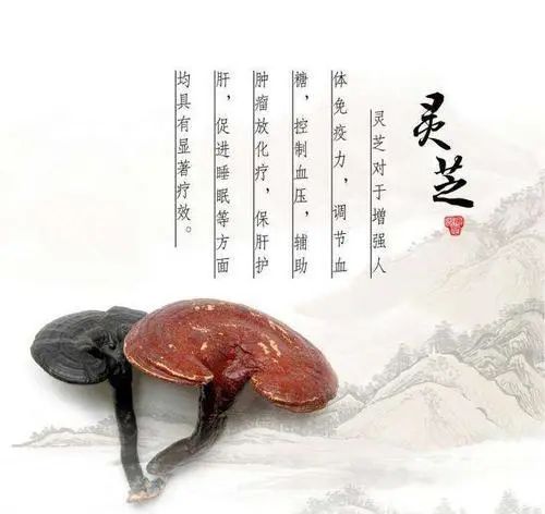 靈芝分為三個(gè)階段